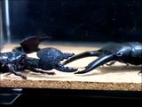 Emperor Scorpion (Pandinus imperator) vs Stag Beetle (Lucanus cervus)