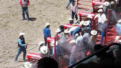 Rodéo cheval