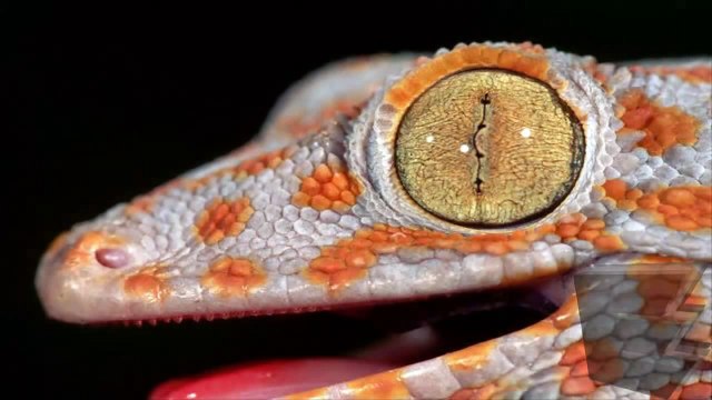 Modern Reptile Tribute Two: Gekko Gecko / Tokay Gecko - Lizard