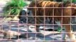 Buffy the Tiger Greets Guests at Big Cat Rescue