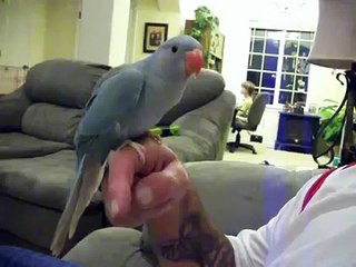 SPARKY 9 WEEK OLD INDIAN RINGNECK TEHCNIQUE TO STOP BITING