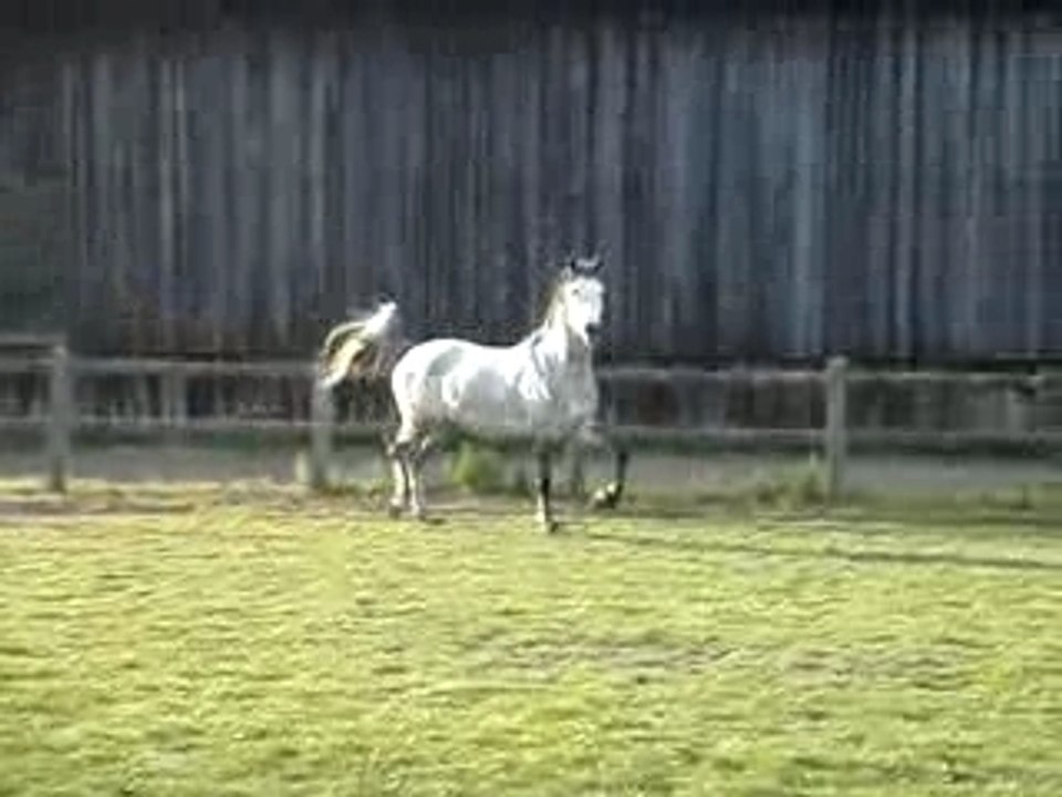 le ptit lou dans son pré