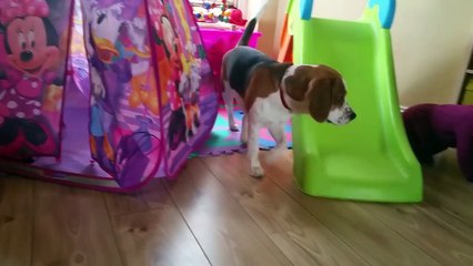 Votre coeur va fondre en découvrant ce que cette fillette fait avec son chien.