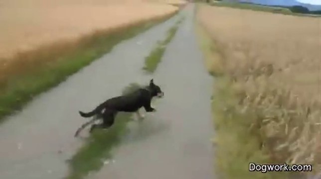 Un chien qui saute joyeusement dans un champ