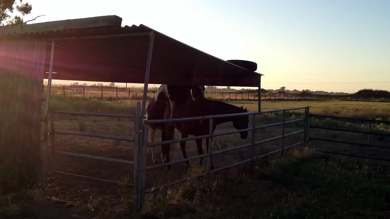 Do Geldings Mount and try to Breed? Proof Horses Breed - Rick Gore Horsemanship