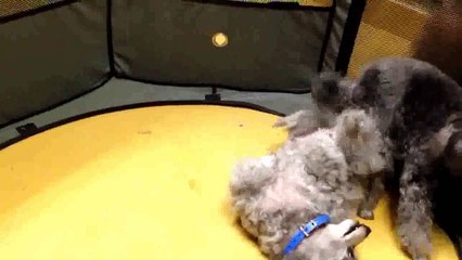 anjing ini kawin masih Kecil, Dasar  Hewan Gak mandang Umur
