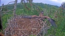 Un aigle essaie de se poser dans son nid... Oups, raté!