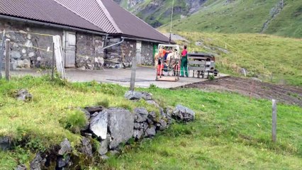 Une vache évacuée en hélicoptère... Expérience traumatisante pour l'animal