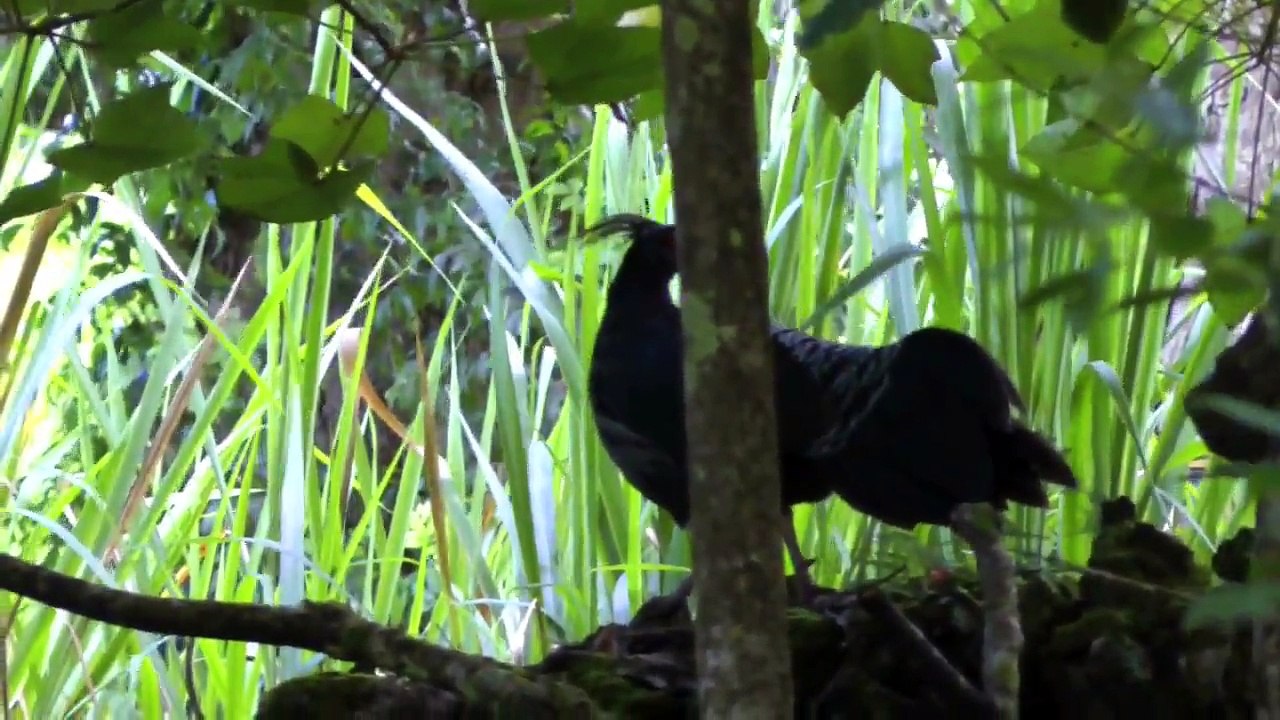 Scream-like Call of Wild Kalij Pheasants | Lophura leucomelanos | Video