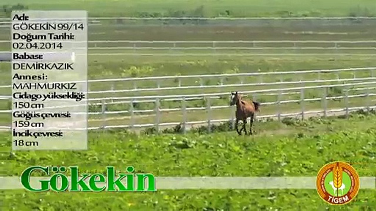 GÖKEKİN