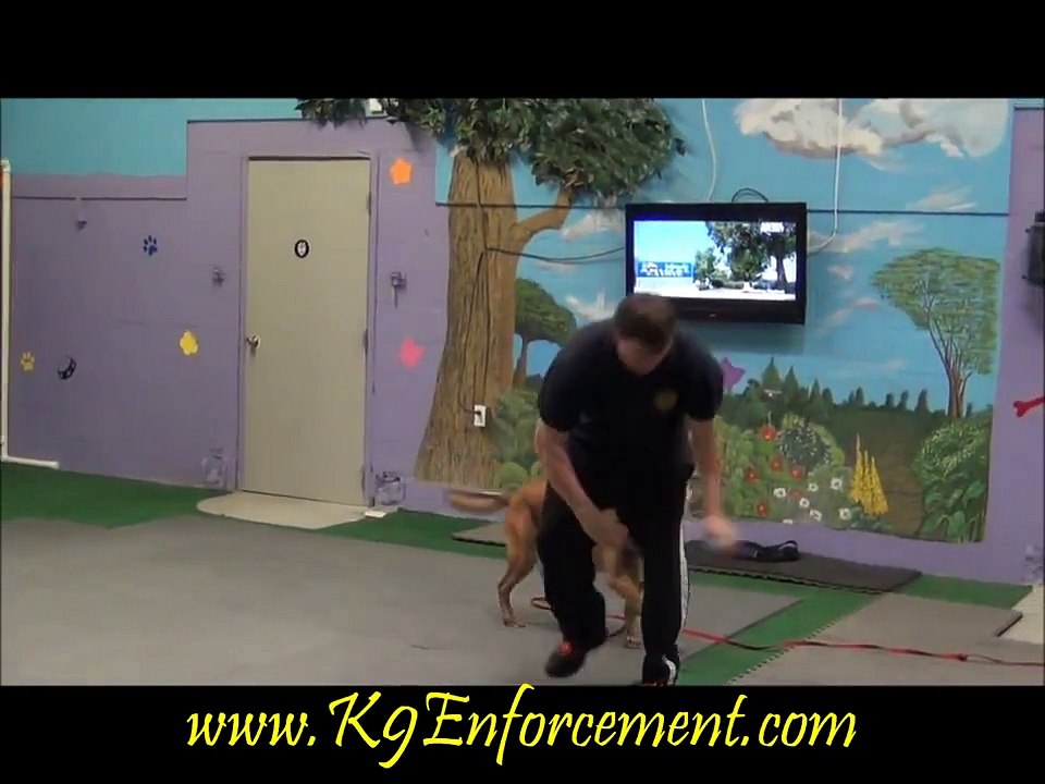 Personal Protection Dog , BELGIAN MALINOIS, K9 Enforcement Training Academy
