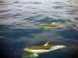 Dolphins Aegean