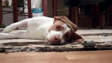 Dog Loves Toy Mouse   Cute Dog Maymo