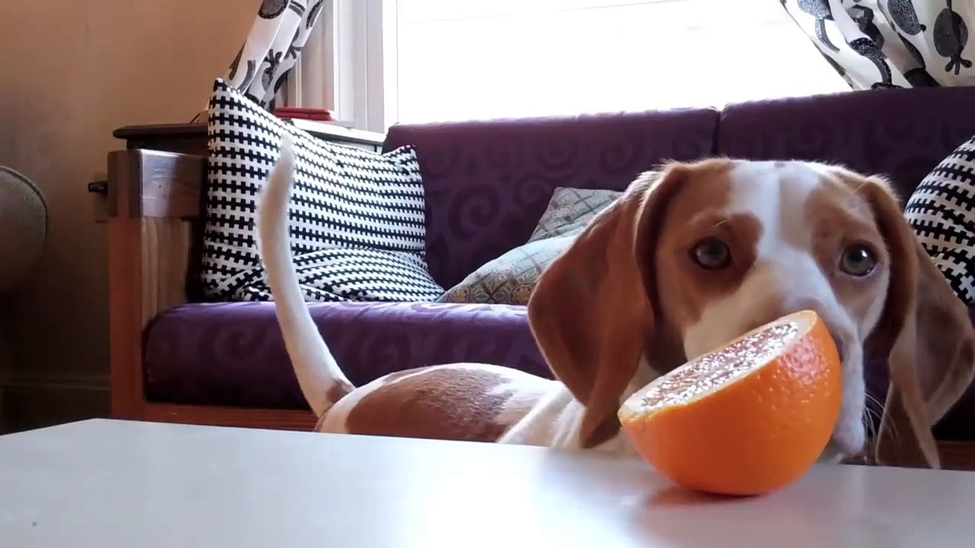 ⁣Dog vs. Orange   Cute Dog Maymo