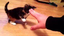 Super cute little cat raises the level of Muai Thai kitten-boxing