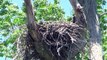 pt2 Eagles nest with juvenile babys 5-31-15 conowingo,md