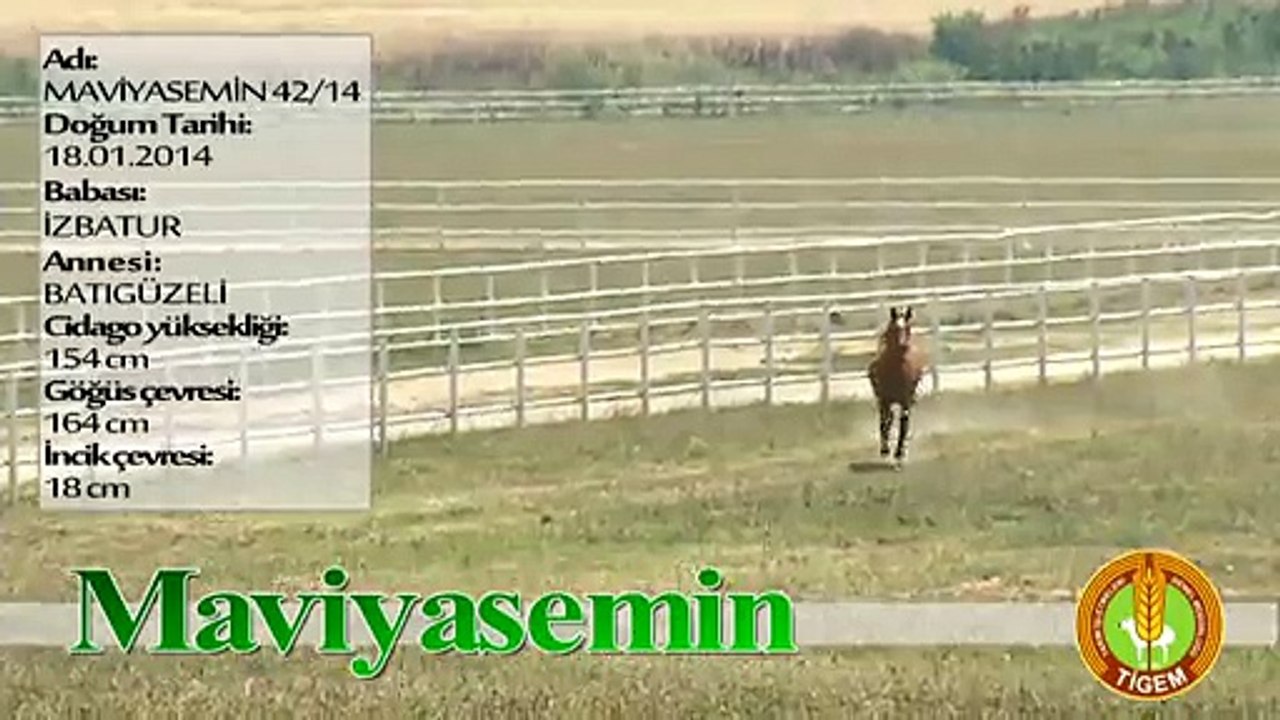 MAVİYASEMİN