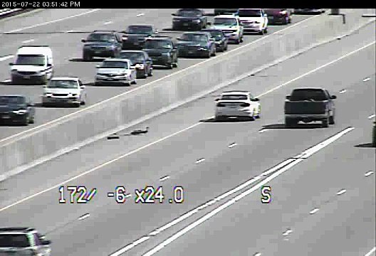 Une famille de canards traverse une autoroute aux Etats-Unis