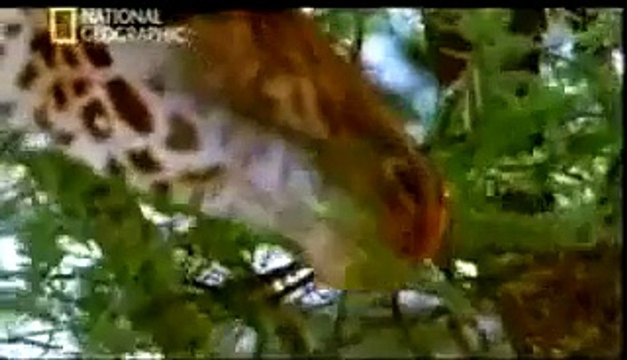 Origen de la vida: Panspermia