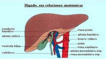 aparato digestivo estructura organos y funciones - loquendo