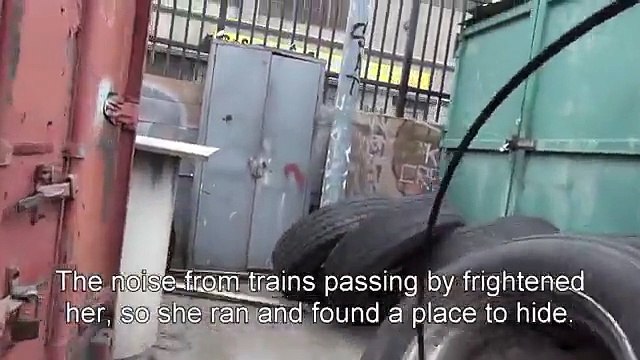 Le sauvetage de cette chienne est particulièrement émouvant !