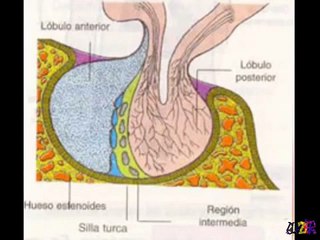 Sistema Endocrino