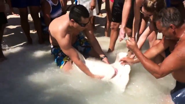 Sauvetage d'un requin-marteau par deux touristes en Floride