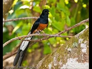 Terapi Burung Murai Batu Macet