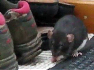 My pet rat Saffy doing amazing  tricks!