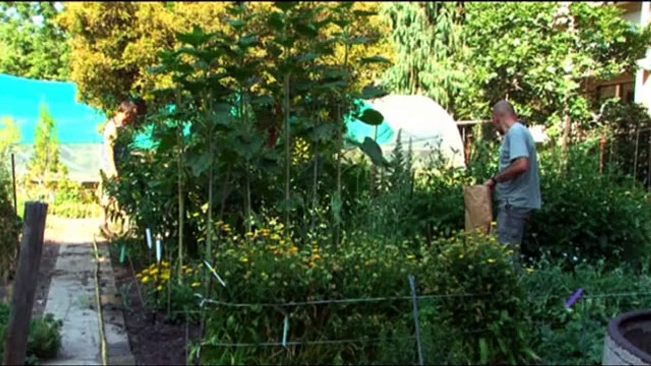 Juillet : la récolte des graines (L'éphéméride des jardiniers 7/12)