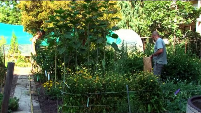 Juillet : la récolte des graines (L'éphéméride des jardiniers 7/12)