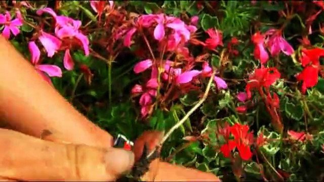 Août : le désherbage du jardin (L'éphéméride des jardiniers 8/12)