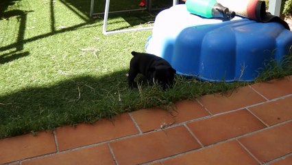 Lovely Queen De Sylévonis, née le 19 juin 2015