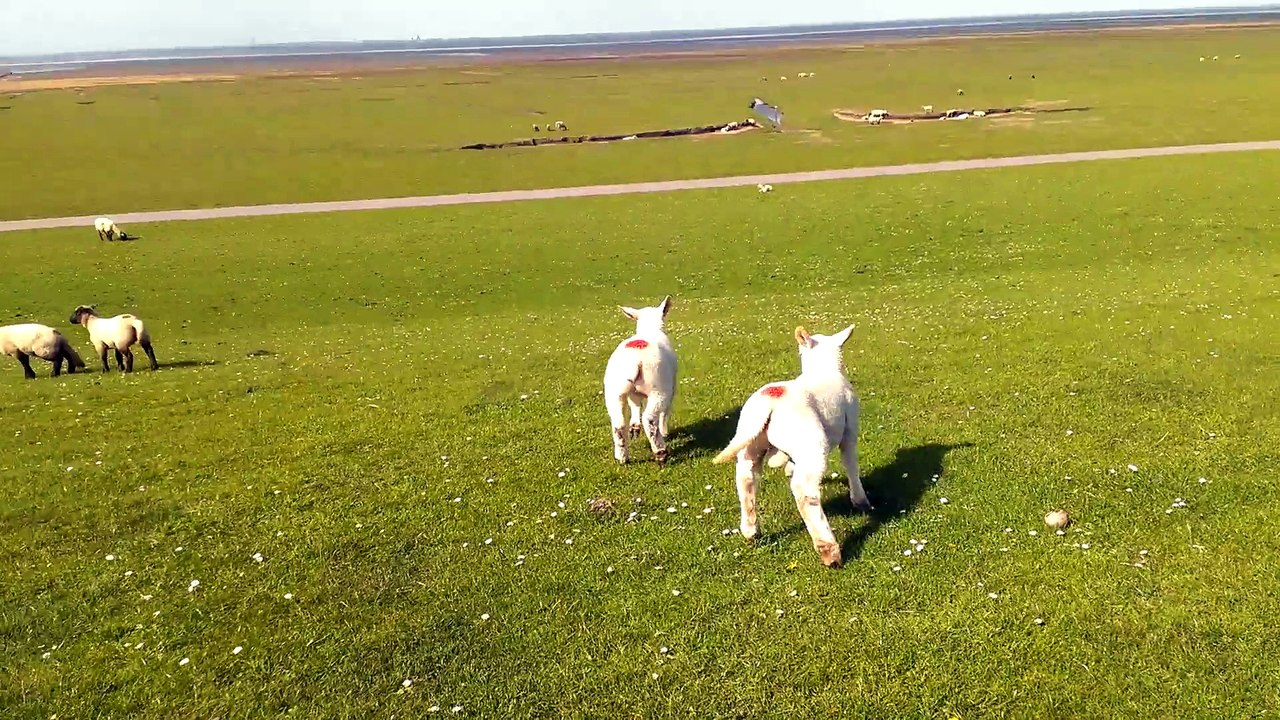 Videomaterial aus Friedrichskoog 016