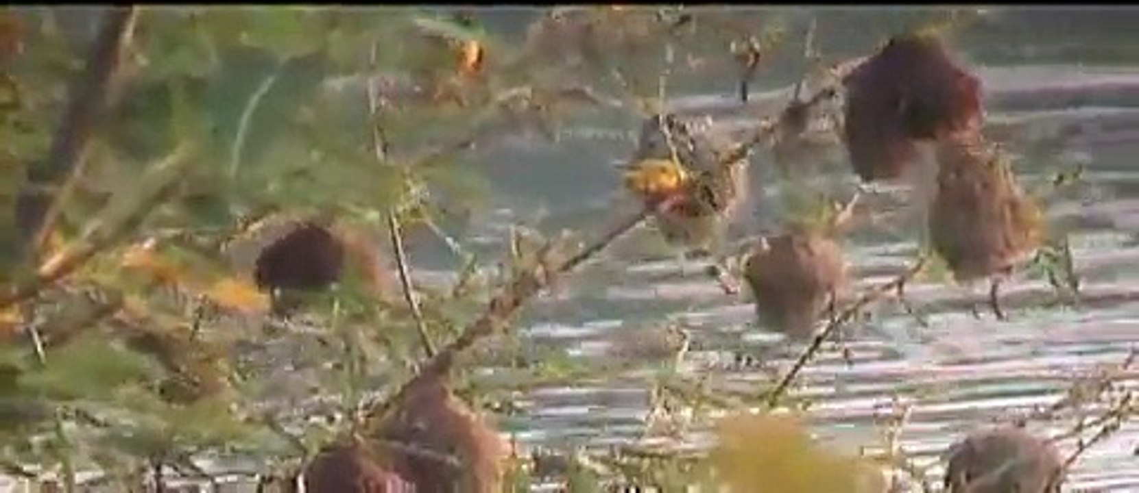busy weaver colony