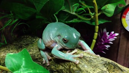 White's Tree Frog Shedding