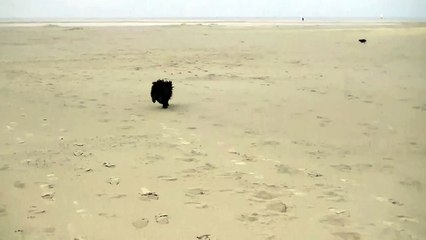 Rozi en Glenn apporteren op strand Terschelling