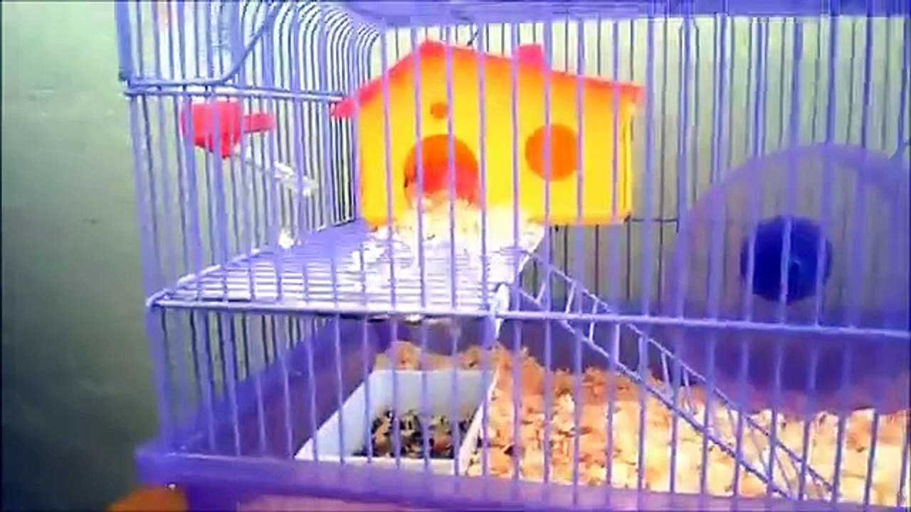 como cuidar do seu hamster