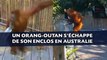Un orang-outan s'échappe de son enclos en Australie