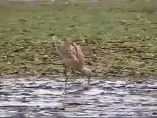 Birds, otters and seals - Pajaros, nutrias y focas