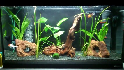 100 Litres(26 Gallons) Fancy Goldfish Tank
