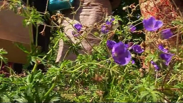 Zoom sur les pélargoniums (Les propos de jardiniers 3/12)