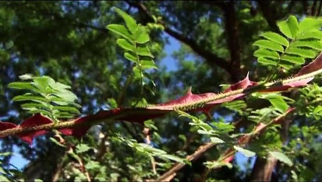 Au nom de la rose (Les propos de jardiniers 7/12)