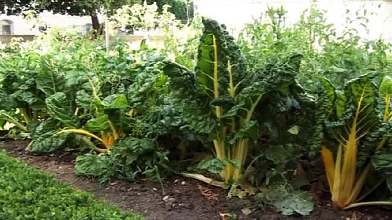 De la terre aux légumes (Les propos de jardiniers 8/12)