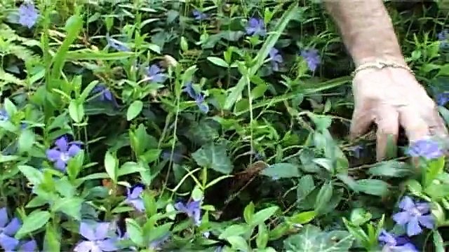 Le jardin écologique (Les propos de jardiniers 10/12)