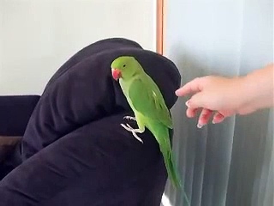 My indian Ringneck 3 months old