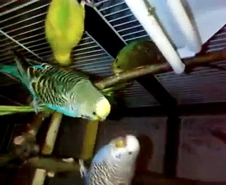 Un séjour chez mes 10 perruches Ondulées