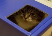 Cats Squabble Over a Box