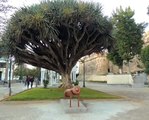 Jardin de las Hésperides   Larache Marruecos.