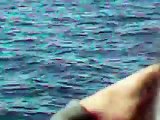 Puerto Vallarta: Ballenas